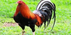 Những nét sơ lược về giống gà Mỹ dòng Kelso