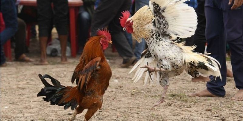 Lối đá thông minh của gà Mỹ dòng Kelso đã được kiểm nghiệm