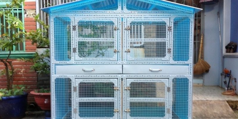 Chăm sóc và chuộng trại khi nuôi gà Mỹ